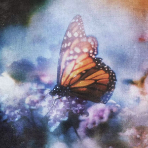 面板赚钱小鲤导航
